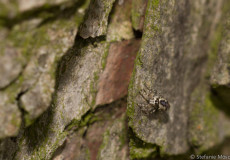 Springspinne (Salticidae)