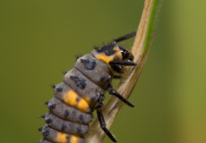 Larve des Siebenpunkt-Marienkäfers (Coccinella septempunctata)