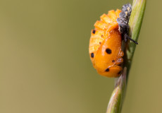 Puppe eines Marienkäfers