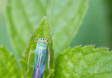 Binsenschmuckzikade (Cicadella viridis)