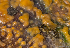 Westliche Honigbiene (Apis mellifera)