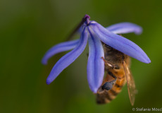 Westliche Honigbiene (Apis mellifera) am Blaustern