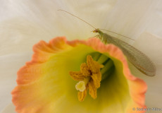 Florfliege (Chrysopidae) in Narzisse