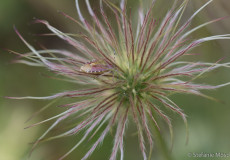 Beerenwanze (Dolycoris baccarum)