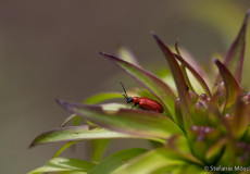 Lilienhähnchen (Lilioceris lilii)